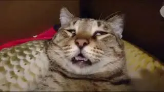 Котяра в экстазе от улова