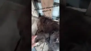 Маленький медвежонок забрел к людям
