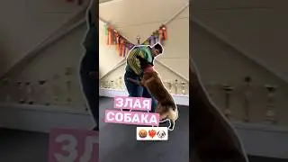 Злая собака или защитник хозяина🤬 Правильная дрессировка #собака #дрессировка #собаки #кинолог