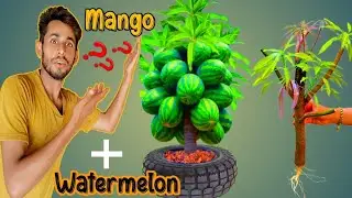 Reaction video best. Best skill Technique Grafting Mango