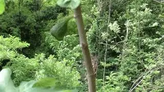 Инжир  Русский Богатырь ,бреба 1