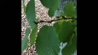 Carpinus betulus Fastigiata