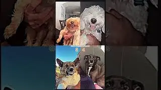 Ranking the Best Dame Un Grr Trend.  #shorts #tiktok #usa #trends #funny #edits #fyp #challenge