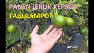 TABULAMPOT JERUK KEPROK