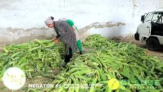 MEGATON F1 / AGRO EXPORT GROUP