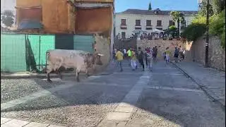 Encierro de Brihuega 2024