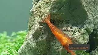 orange shrimp
