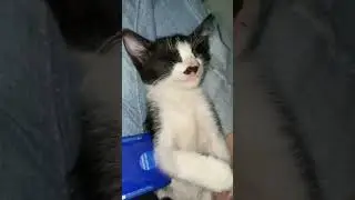 Bobooo zzz