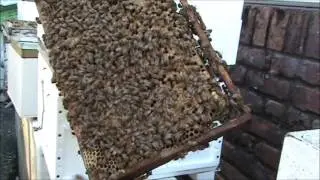 Beekeeping: Splitting a Split.