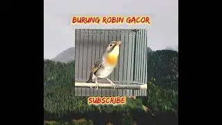Burung Robin Gacor #burungkicaugacor