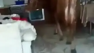 Корова ходит по дому