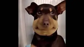 Goofy ahh dog ate da bee