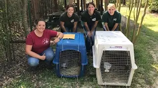 Rescuing 2 Bobcats From An Alabama Zoo - Part 2