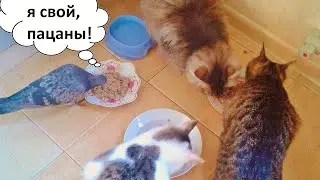 АННА И ЕЕ КОШАЧЬЕ ЦАРСТВО (ЖИВОТНЫЕ ДРУЗЕЙ КАНАЛА)