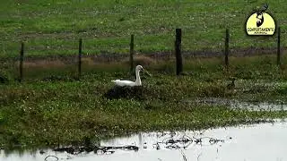 cisne blanco anidando
