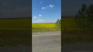 Рапсовое поле восхитило красотой