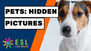 🐈Pets Hidden Pictures | Find Animals with this Fun Game