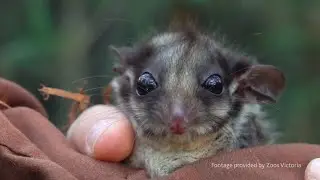 Lowland Leadbeater's Possums