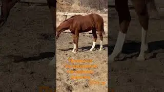 Символ Успеха #скачки #лошади #horse