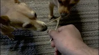 I Try To Get My Little Dogs To Break The Wishbone With Me