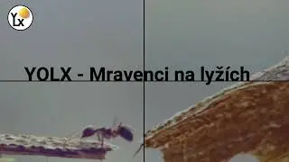 Yolx   Mravenci na lyžích