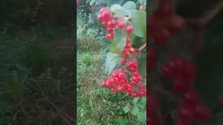 #рекомендации