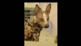 Çılgın Atıyor...