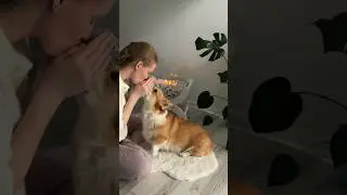 🎁 Unboxing 🔥 #dog #animals #shorts