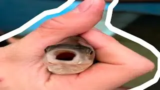 ЖДИ ДОКС — ОТКУДА МЕМ?