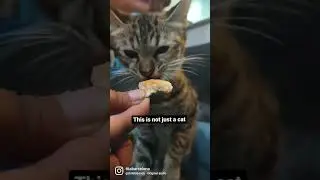 I gave birth to him #short #youtubeshort #animals #petlover #pets #shorts #pet #cats #cute #catlover