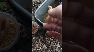 Как насадить? Это на леща! #рыбалка #fishing