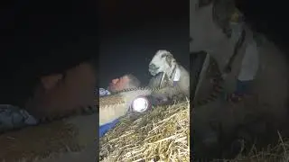 Gece koyum bağlama