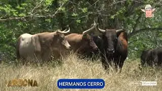 Toros de los HERMANOS CERRO para las corralejas en ARJONA 2024