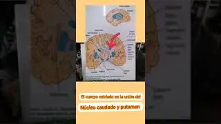 Enfermedad de Parkinson (EP) parte 1