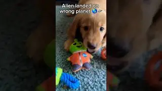 Alien landed on the wrong planet