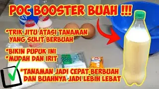 CARA MEMBUAT BOOSTER BUAH | TANAMAN JADI CEPAT BERBUAH DAN LEBAT