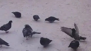 Брачный танец голубей
