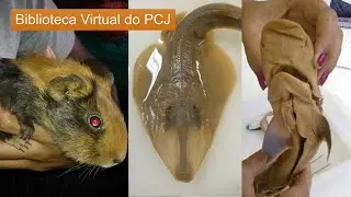 _Coleção de ANIMAIS  em estudo | fotos de Deise Malta | Biologia