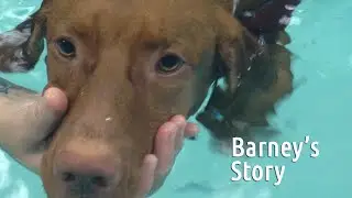 Barney's Story