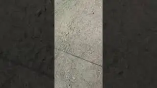 Ловля серой вороны орнитологической сетью