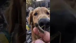 Cricket girl is scare of dogs 😂😂
