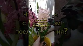 🌸Что делать с гиацинтом после цветения?🥀ЖИВУ в СМОЛЕНСКЕ 