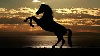 Horse Sound Effect | Real 4K Sound | FREE SFX
