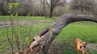 Bidi, the Black Mouth Cur, Climbs Tree at the Park