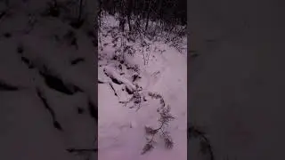 Логово волка