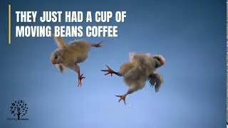 Compostable Coffee Pods ◀ Moving Beans Compostable Coffee Pods Waging War On Waste