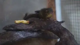 bajing kekes #bajing #kekes #bajingkekes #hewanpeliharaan #animals #mamalia #pets
