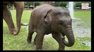 Baby Elephant Having Great Fun With The Broken Water Pipe