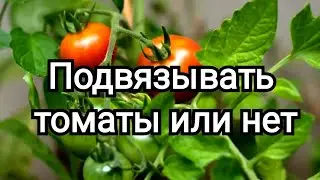 Нужно ли подвязывать низкорослые томаты в открытом грунте. #томаты #помидоры