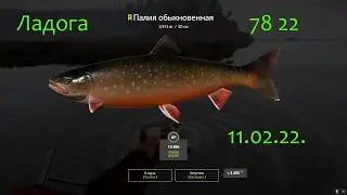 рр4! Ладожское озеро. Палия!